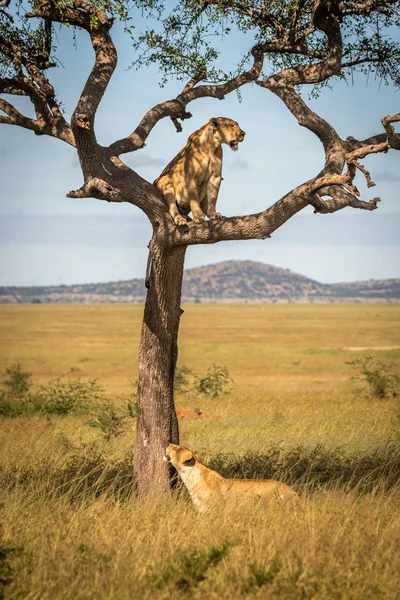 Lioness looks up at another in tree — 스톡 사진