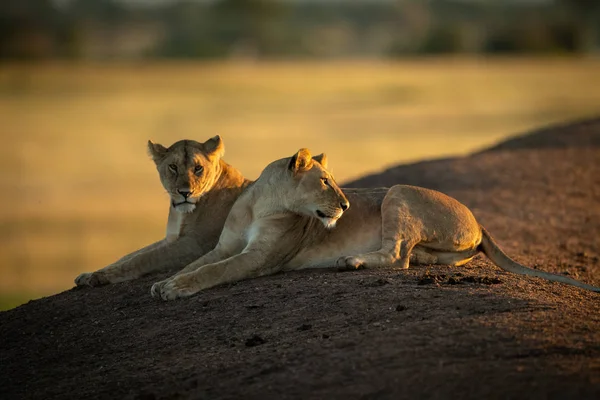 Lioness lying beside another looks behind her — 스톡 사진