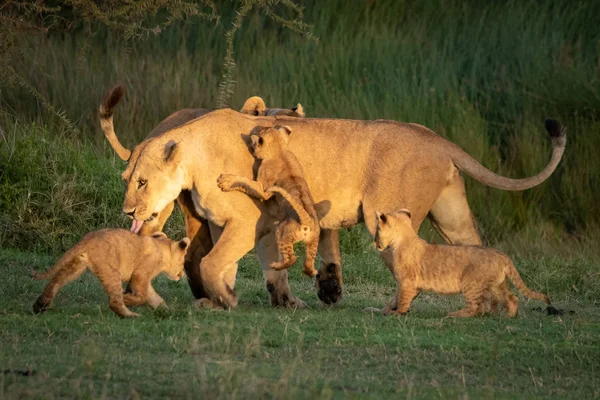 Lioness plays with five cubs on grass — 스톡 사진