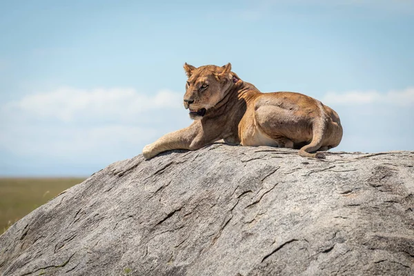 Львица лежит на солнечной скале в Саванне — стоковое фото