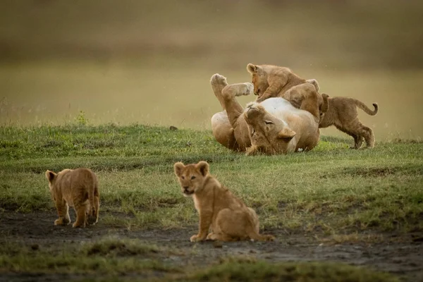 Lioness plays with cubs near two others — Stock Photo, Image