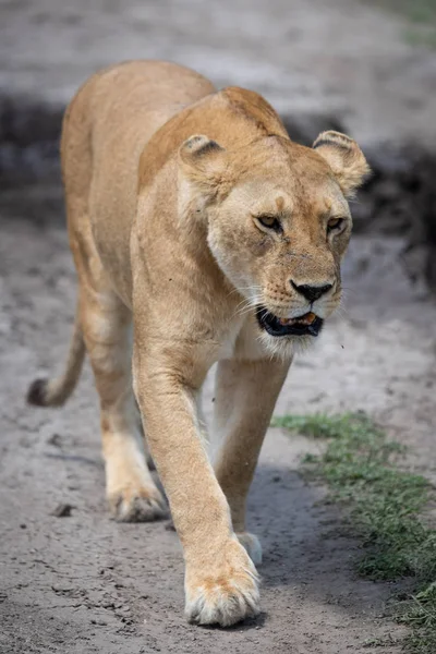 Leona merodeando sobre lodo seco hacia la cámara — Foto de Stock