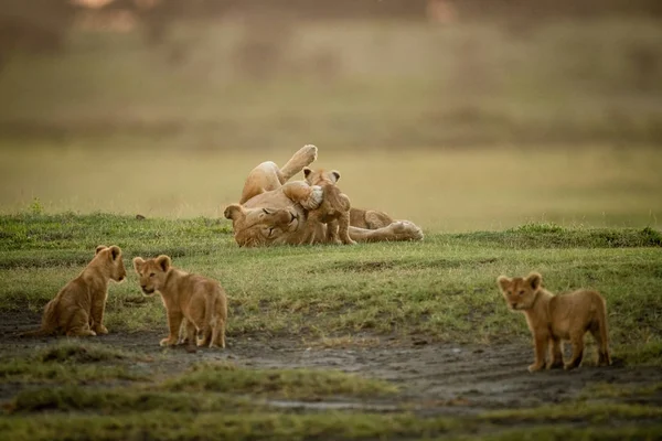 Lioness plays with cub near three others — Stock Photo, Image