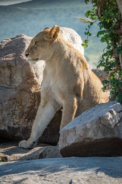 Leeuwin zit tussen de rotsen bij lommerrijke bomen — Stockfoto