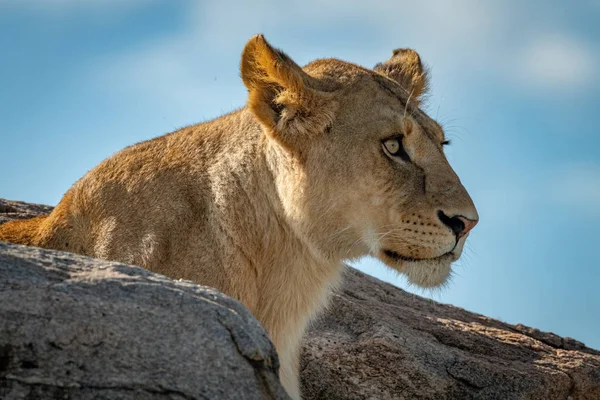 Львица сидит между скалами под ярким солнцем — стоковое фото