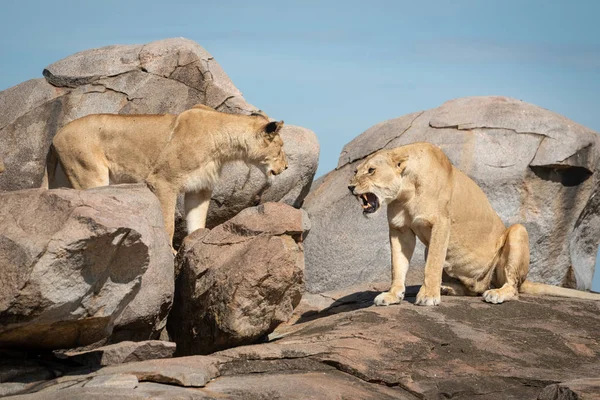 Leeuwin zit te grommen naar een ander op rots — Stockfoto
