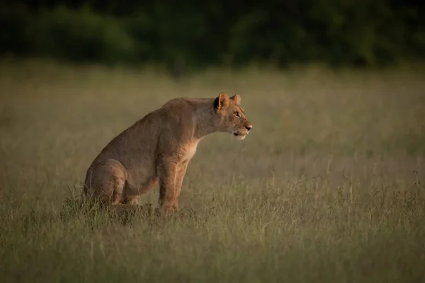 Lioness sits in grass stretching head forward — Stock Photo, Image