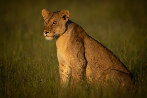 La leonessa siede nell'erba nell'ora d'oro — Foto Stock