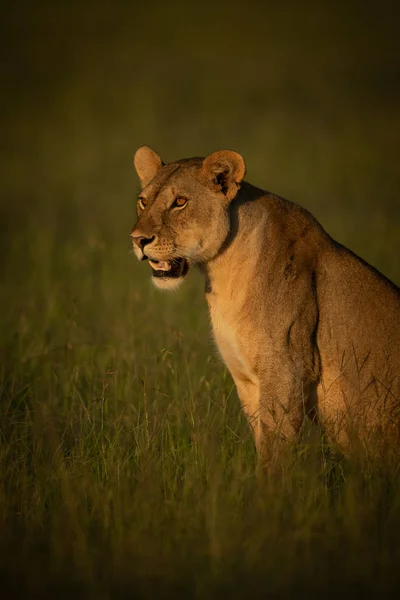 Leeuwin zit in het gras in gouden licht — Stockfoto