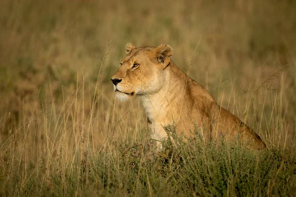 La lionne est assise dans l'herbe au soleil — Photo