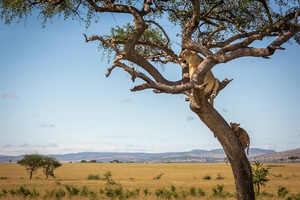 Lioness sits in twisted tree with cub — 스톡 사진