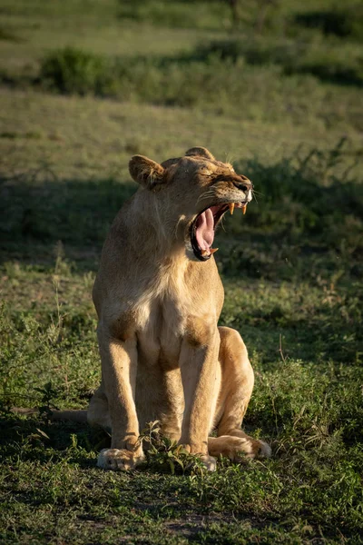 ライオンは草の上に座っ平野yawning広く — ストック写真