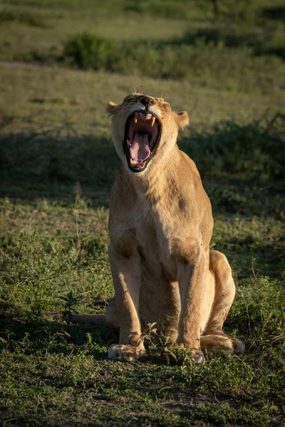 Lionne est assise sur l'herbe courte bâillant largement — Photo