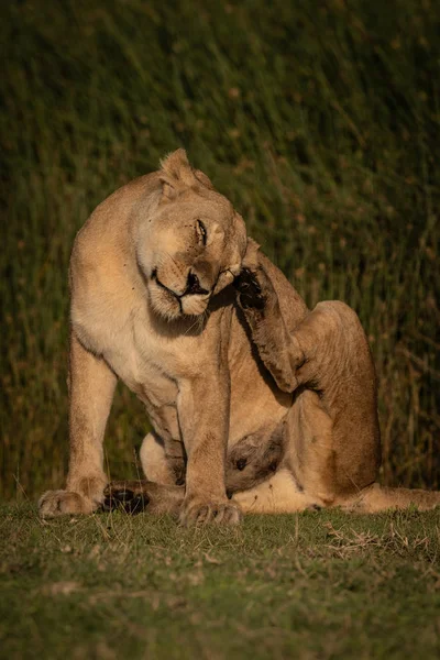 Löwin sitzt auf Gras und kratzt hinterm Ohr — Stockfoto