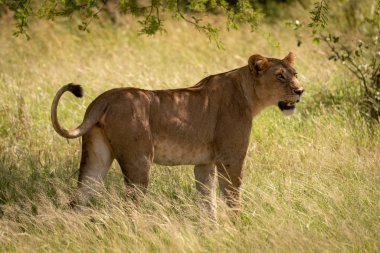 Dal dalları tarafından çerçevelenmiş ağacın altında duran dişi aslan.