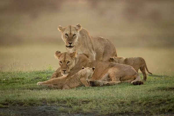 Dişi aslan iki yavrusuyla bir diğerinin arkasında duruyor. — Stok fotoğraf