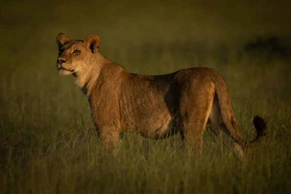 La lionne se tient dans l'herbe à l'heure dorée — Photo