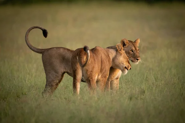 Löwin steht im langen Gras und nuschelt eine andere — Stockfoto