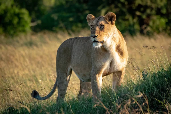Dişi aslan çimenli tümseğin üzerinde dikiliyor. — Stok fotoğraf