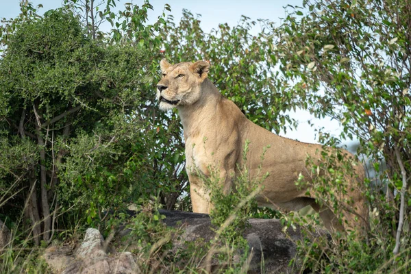 Dişi aslan yapraklı çalıların arasında kayanın üzerinde duruyor. — Stok fotoğraf