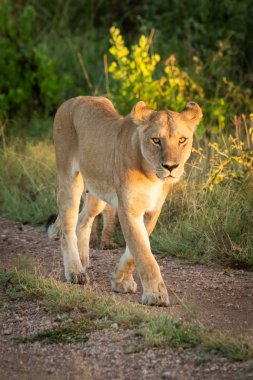 Dişi aslan çim kenarındaki çakıllı yolda yürüyor.