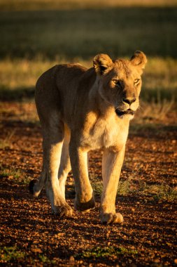 Dişi aslan şafak vakti çakıllı uçak pistinde yürür.