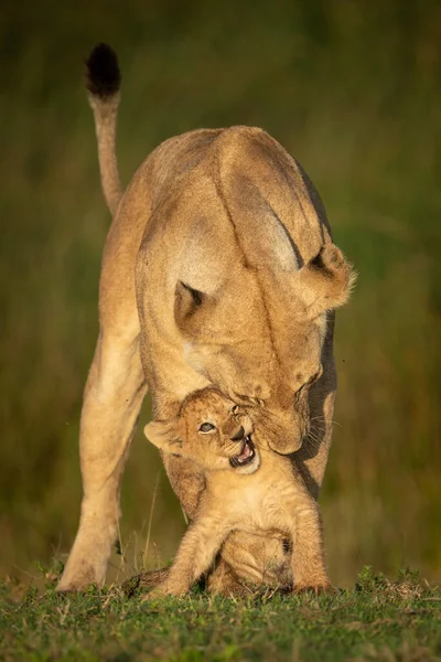 雌ライオンは草の上で赤ちゃんと遊ぶ — ストック写真