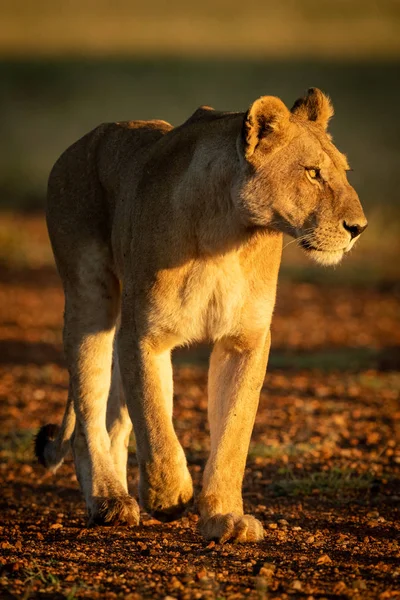 Leona caminando por la pista de aterrizaje en la luz del amanecer — Foto de Stock