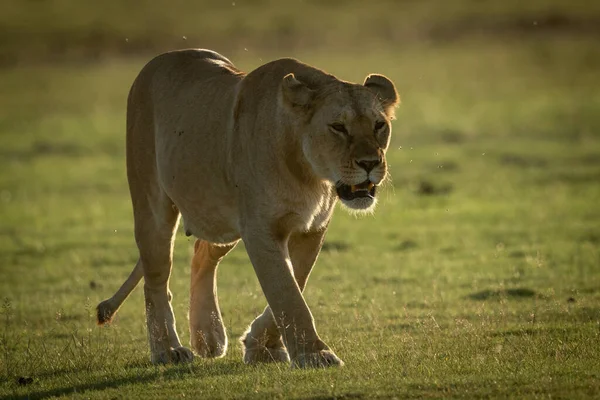 Az oroszlán a kamera felé sétál a füves síkságon. — Stock Fotó
