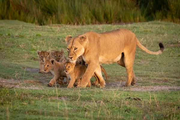 Löwin läuft mit fünf Jungen auf Gras — Stockfoto