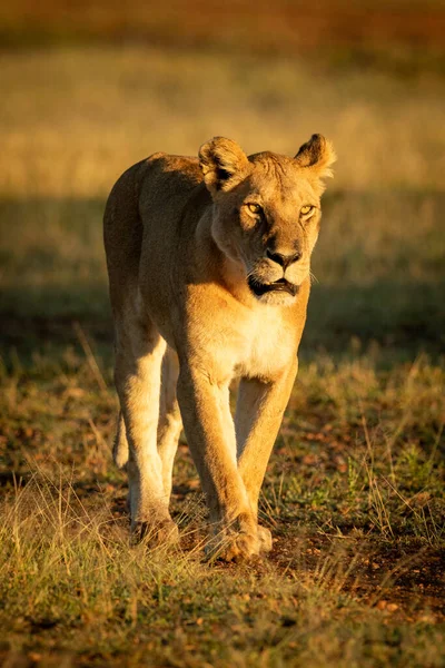 Lioness walks down track in dawn light — 스톡 사진