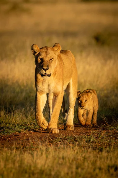 Lioness walks on dirt track with cub — Stock Photo, Image