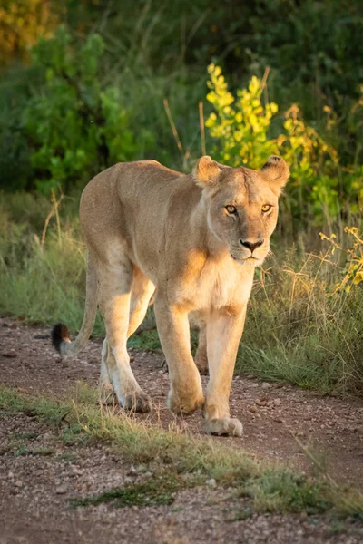 Löwin läuft auf Schotterweg neben Gras — Stockfoto