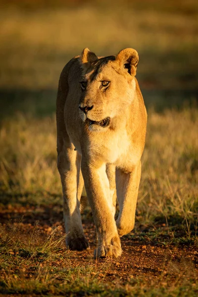 Lioness walks down track in golden hour — 스톡 사진