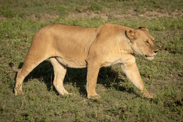 Löwin geht in goldenem Licht über das Gras — Stockfoto