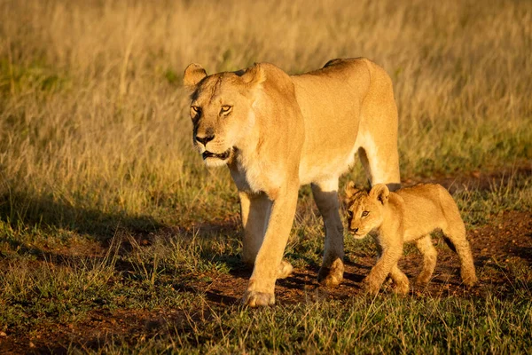 Lioness walks down dirt track by cub — 스톡 사진