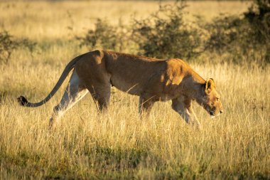 Lioness walks through grass keeping head low