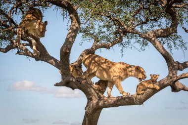 Lioness walks past three cubs in tree