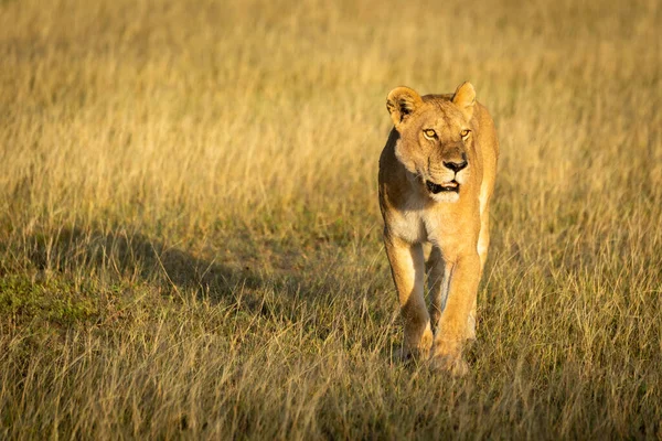 Lioness walks through grass with head up — 스톡 사진