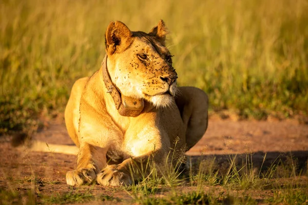 Lioness with collar lies covered in flies — Stok fotoğraf