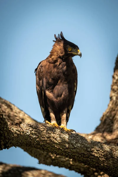 Langholzadler blickt direkt von sonnigem Ast — Stockfoto