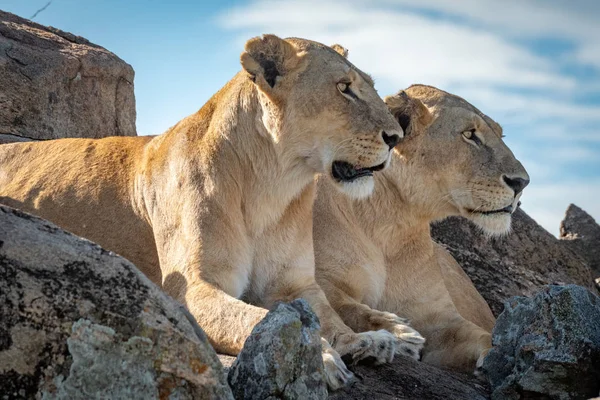 Lionesses lie mirroring each other on rocks — 图库照片