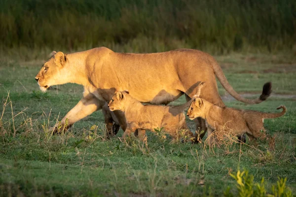 Lioness walks over grass with two cubs — Stok fotoğraf