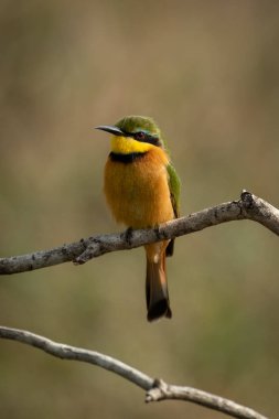 Little bee-eater perched on branch facing left