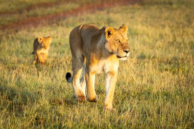 Lioness walks with cub past dirt track