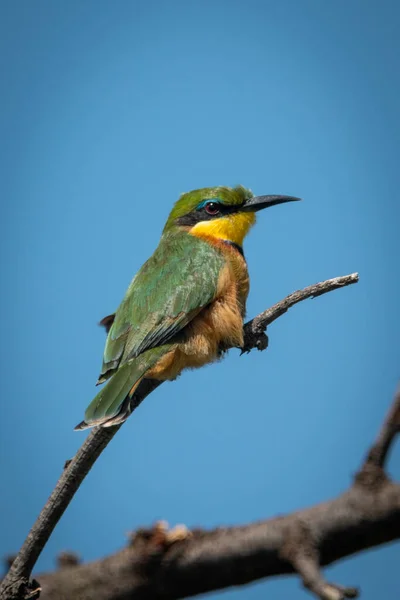 Little bee-eater on diagonal branch eyeing camera — Stok fotoğraf