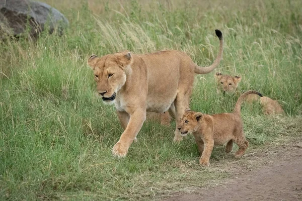 Löwin geht neben drei anderen durch Gras — Stockfoto