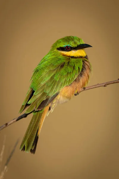 Little bee-eater on diagonal branch facing right — Stok fotoğraf