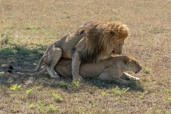 Los leones se aparean en la hierba corta bajo el sol — Foto de Stock