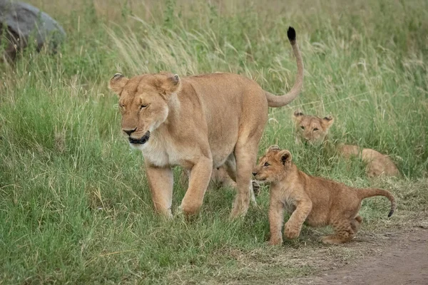 Lioness walks through grass by three others — ストック写真